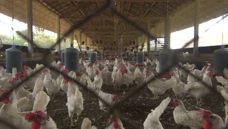 Muchos-Pollos-Blancos-De-Corral-Dentro-De-Un-Gallinero-En-Una-Granja-En-El-Campo-De-Sao-Paulo,-Brasil