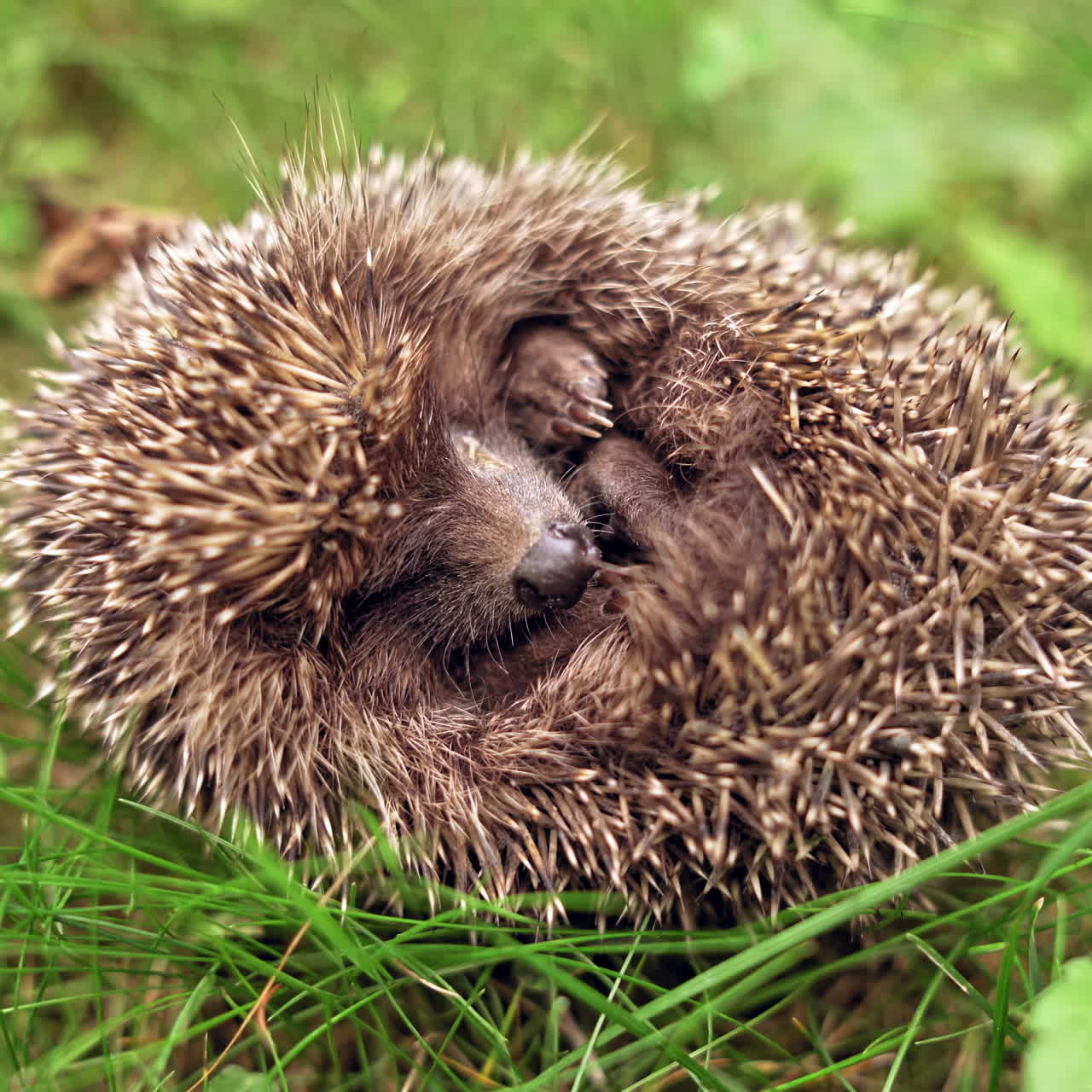Small hedgehog is sleeping in grass. Sleeping curled up in a ball hedgehog outdoors. Close-up.