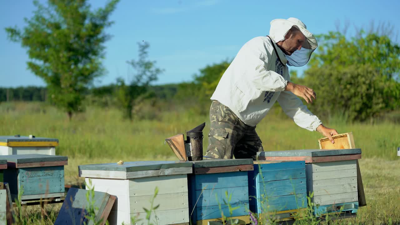 Beekeeper is working with bees and beehives on the apiary. Frames of a bee hive. Beekeeper at work. Apiculture