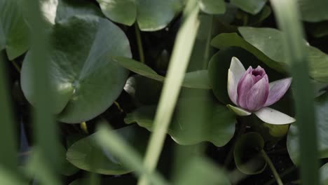 flor de loto floreciente rodeada de hojas verdes, vista de cerca