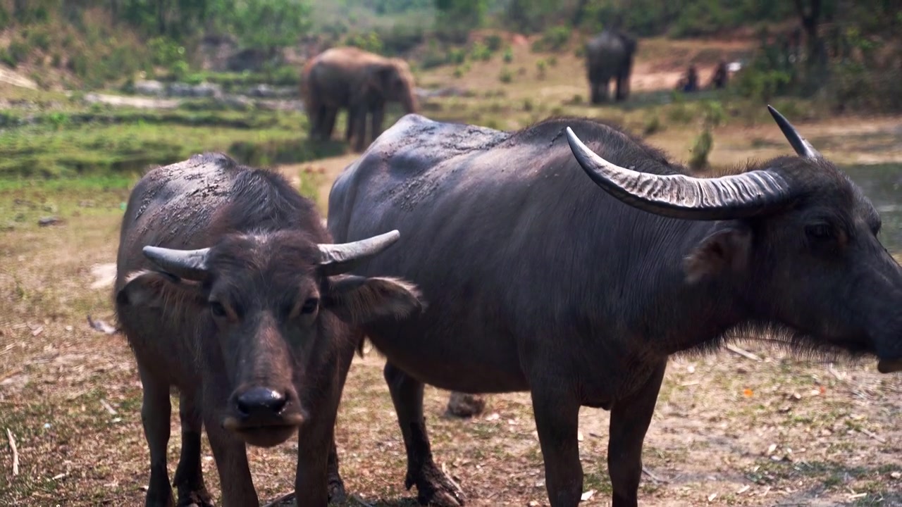 Water buffaloes standing in muddy plain, asian elephants in background.