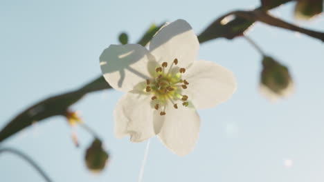 spring blossom closeup