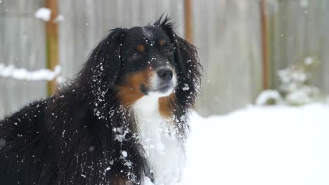 snow-falling-on-an-Australian-Shepherd-dog,-closeup-of-head