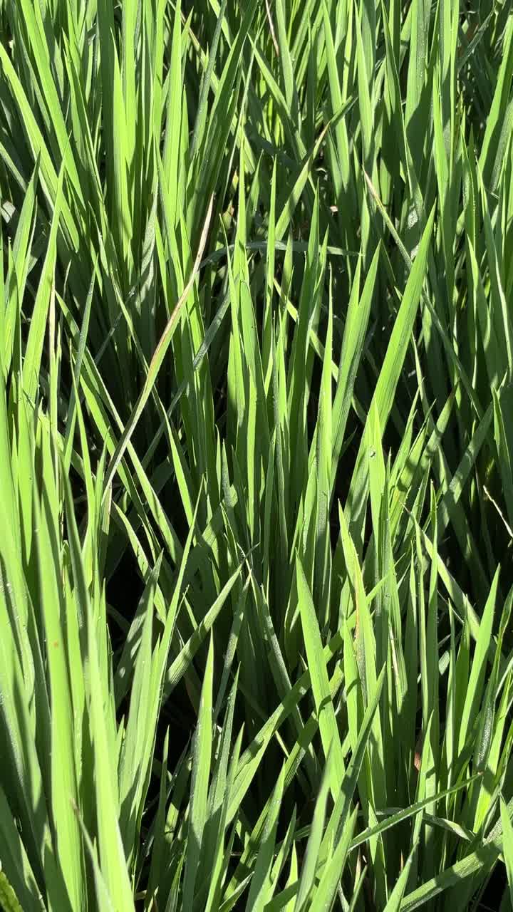 Piante di riso di un verde vivace che ondeggiano con la rugiada mattutina