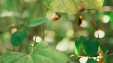 forest-leaves,-ground,-twigs-branches,-moving-tilt-panoramic-view-in-bushes,-blurry-bright-bokeh-flairs-in-this-fresh-green-vivid-colorful-slider-dolly-shot,-cinematic-movement,-garden,-botanical