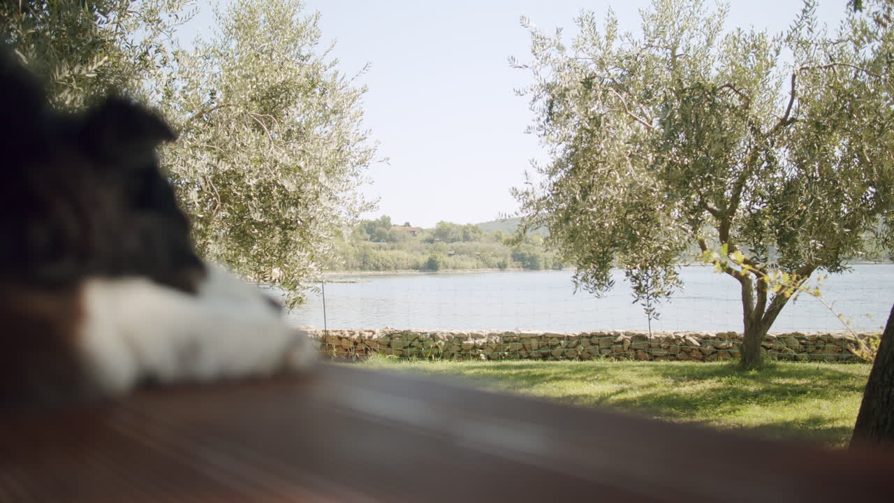 나무 현관에서 자고 있는 개의 클로즈업 샷 - 움직이는 귀