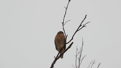 Red-shouldered-hawk-perched-on-a-large,-barren-branch-in-the-pouring-rain