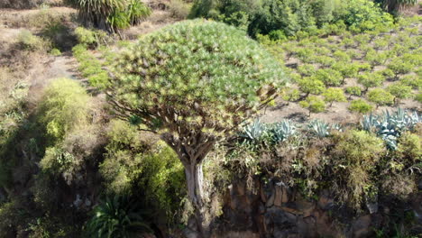 dragón canario pino santo, gran canaria: toma aérea y zoom en este árbol de dragón canario de cien años de edad en un día soleado