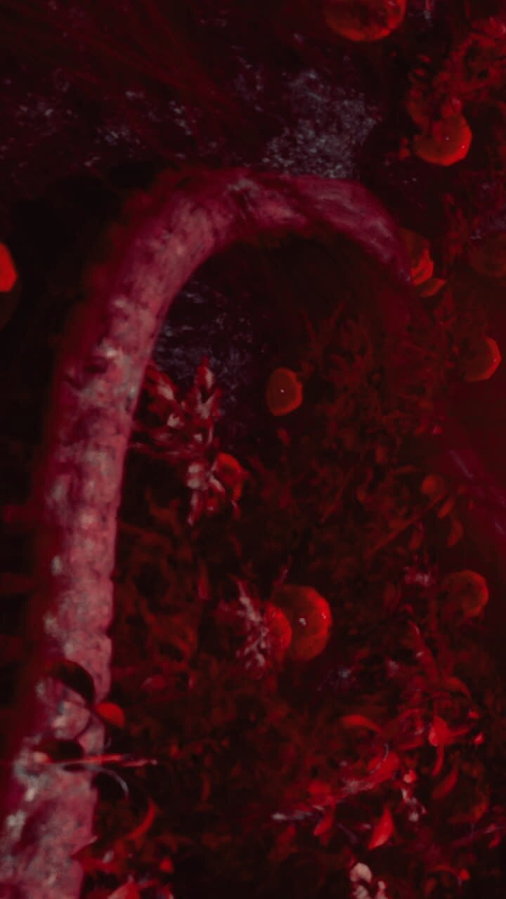 Meduse colorate che nuotano in acqua scura durante uno spettacolo notturno.