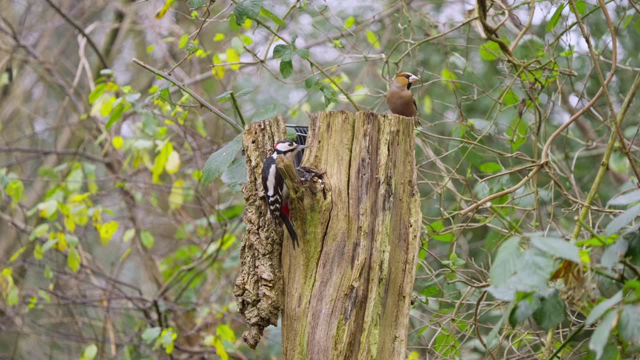 Woodpecker clings to vertical tree, still and alert under dappled forest light in Drenthe