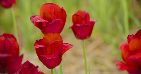 beautiful red tulips blooming on field 38