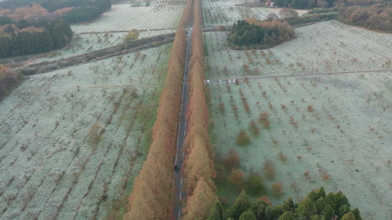 가을 나무가 늘어선 서리가 내린 일본 도로의 공중 공개, 시가의 늦가을