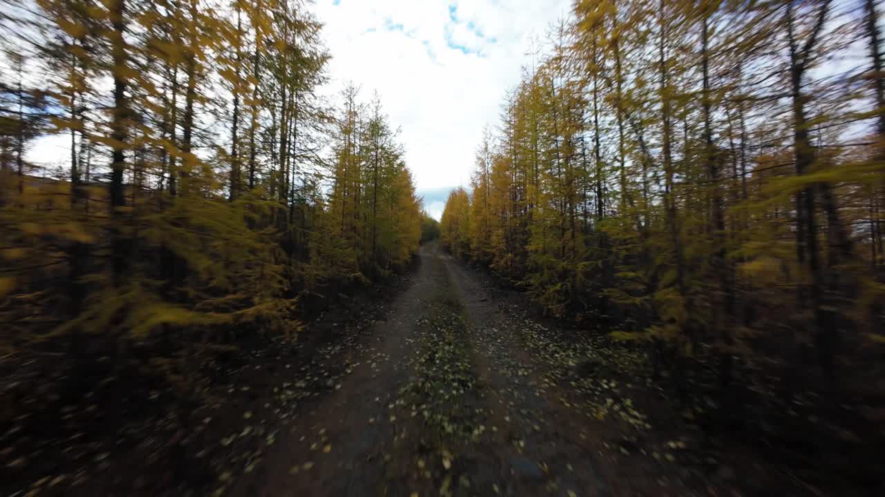 Autumn Drive Through Golden Forest