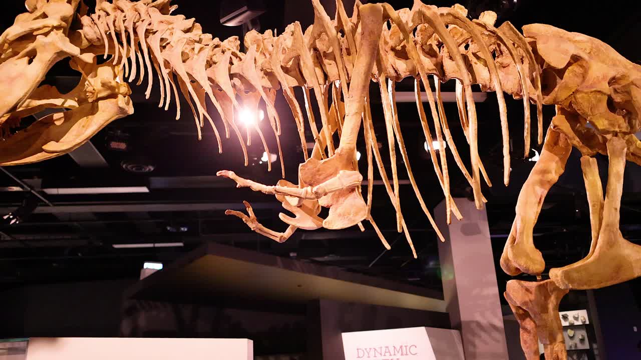 esqueleto de tiranosaurio rex en exhibición en un museo