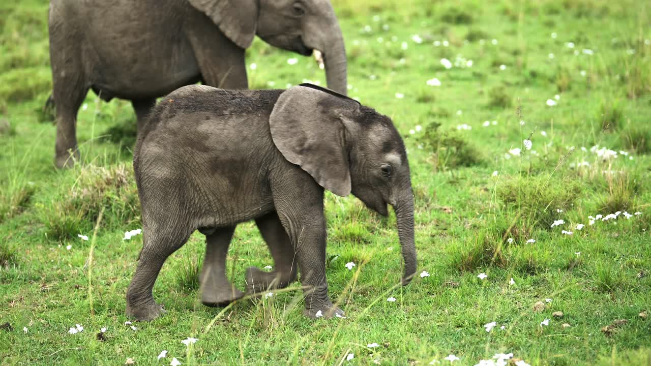 Small baby Elephant learning to walk in green grass grasslands landscape, African Wildlife in Maasai Mara National Reserve, Kenya, Africa Safari Animals in Masai Mara North Conservancy