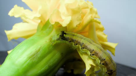 insecto oruga en busca de alimento en la flor