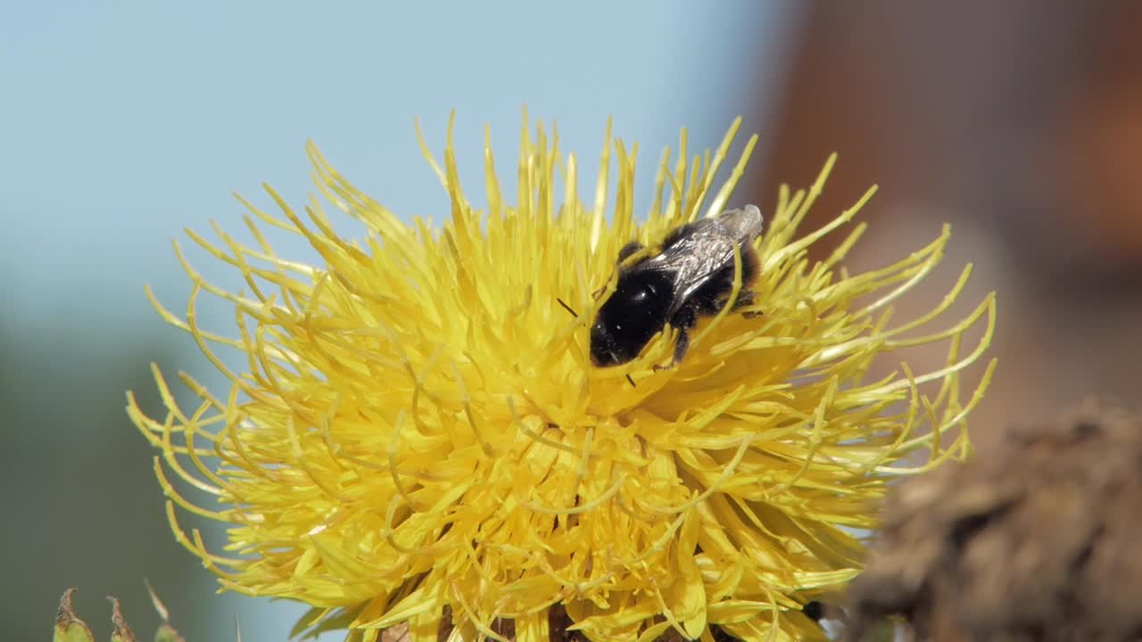 el abejorro poliniza la flor amarilla y se va volando