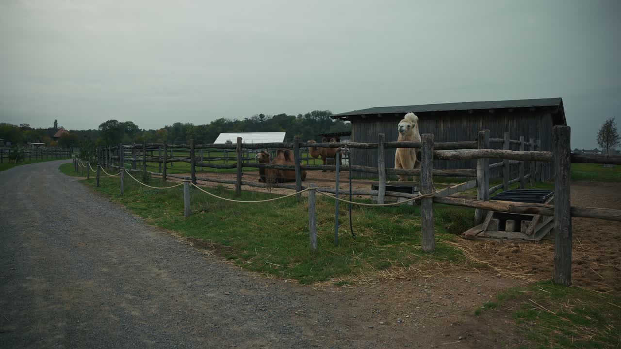 Bactrian camels standing in a wooden fenced enclosure near a farm barn at Schloss Hof, Austria