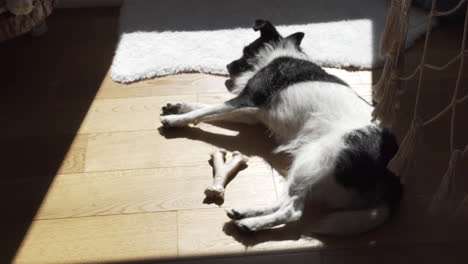 perro cansado tirado en el suelo y durmiendo