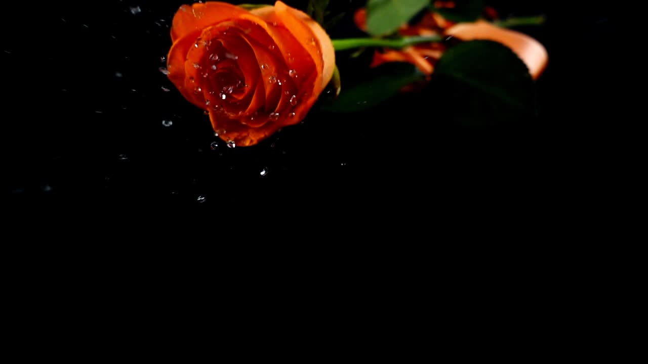 La rosa che cade e un nastro di raso su uno sfondo nero. Movimento lento.