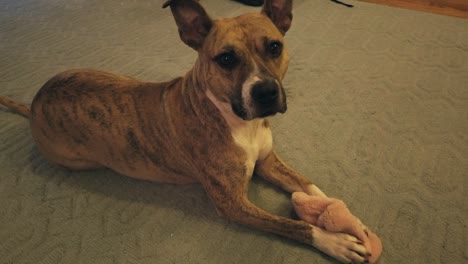 a family rescue dog laying on a rug wanting to play with a pink chew toy