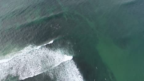 aerial view. aerial drone footage of ocean waves ,one turtle swimming in waves