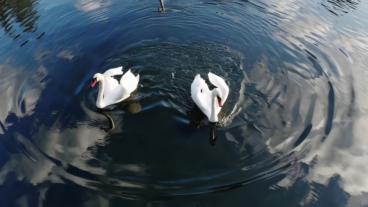 Swans on a serene lake