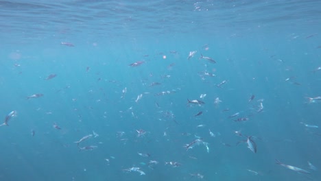 una escuela de peces fusileros nada lentamente bajo la superficie del océano en las aguas cristalinas y azules de raja ampat, indonesia.
