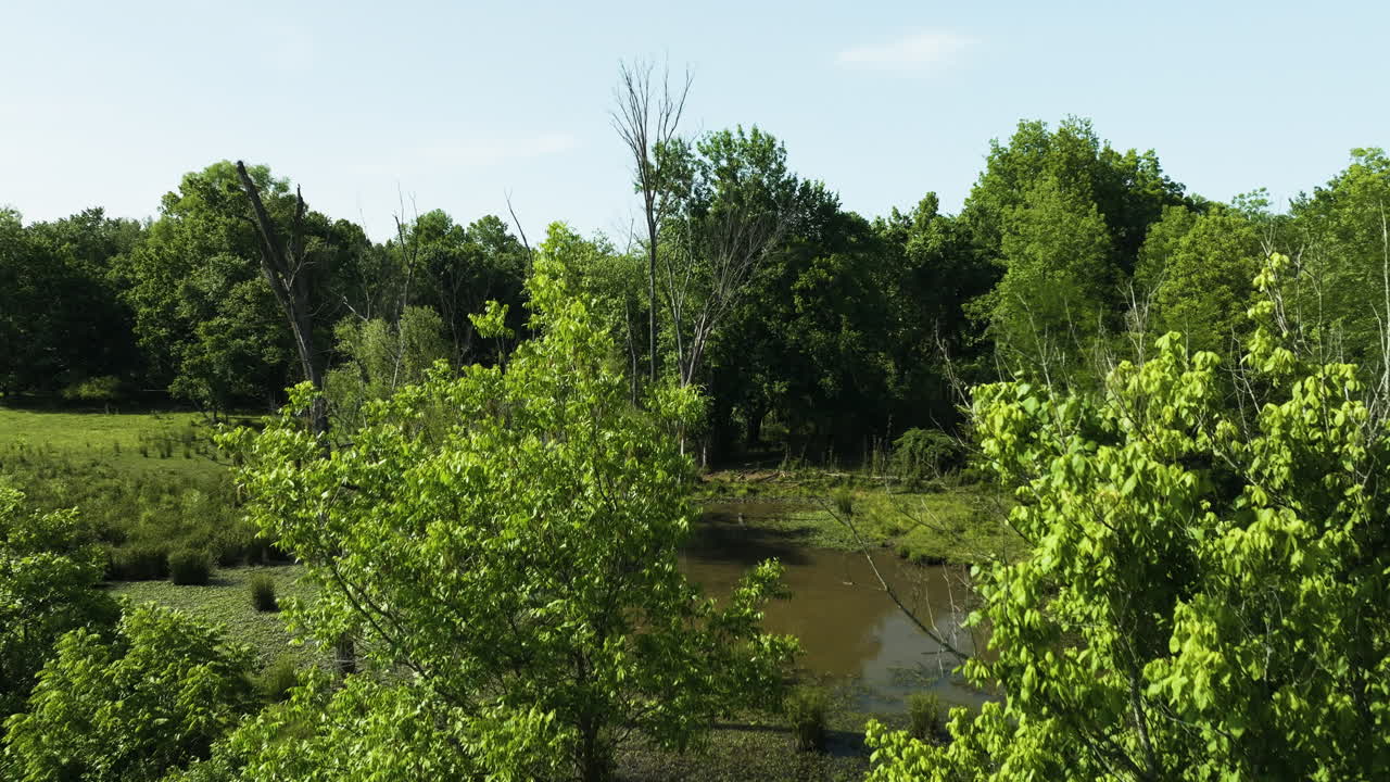 pantano en el bosque - pantano en el bosque - disparo de avión no tripulado