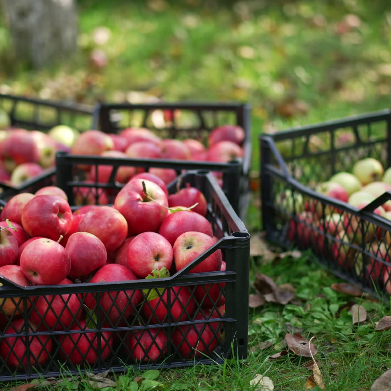 Apples in basket farming. Red ripe organic apple harvesting