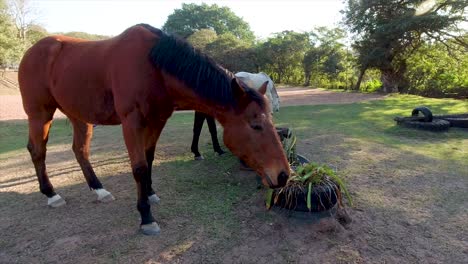 Horses-can-be-seen-roaming,-playing,-and-grazing-in-a-spacious-paddock-surrounded-by-lush-greenery-in-their-stables-at-yellow-wood-park-Durban