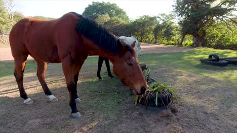los caballos se pueden ver vagando, jugando y pastando en un amplio corral rodeado de exuberante vegetación en sus establos en yellow wood park durban