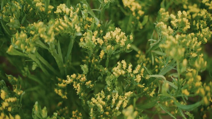 Close-up view of yellow wildflowers in a green field