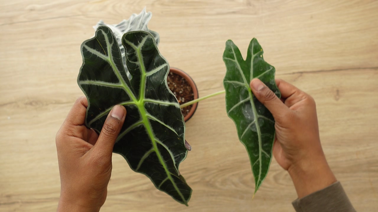 Close-up of Hands Holding and Comparing Alocasia Plant Leaves