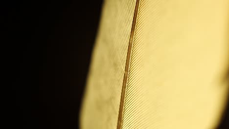 rotating leaf feather and flower on turntable with dark black background an shallow field of depth