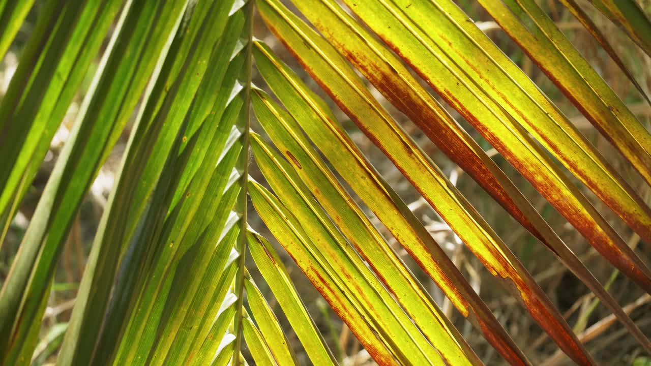 Explore the beauty of palm leaves in a tropical forest showcasing vibrant textures and colors.