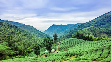 time lapse - tea plantations cloudscape in taiwan - 4k