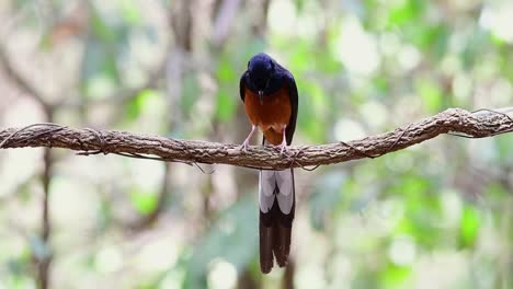 White-rumped-Shama-Thront-Auf-Einer-Rebe-Mit-Wald-Bokeh-Hintergrund,-Copsychus-Malabaricus,-Originalgeschwindigkeit