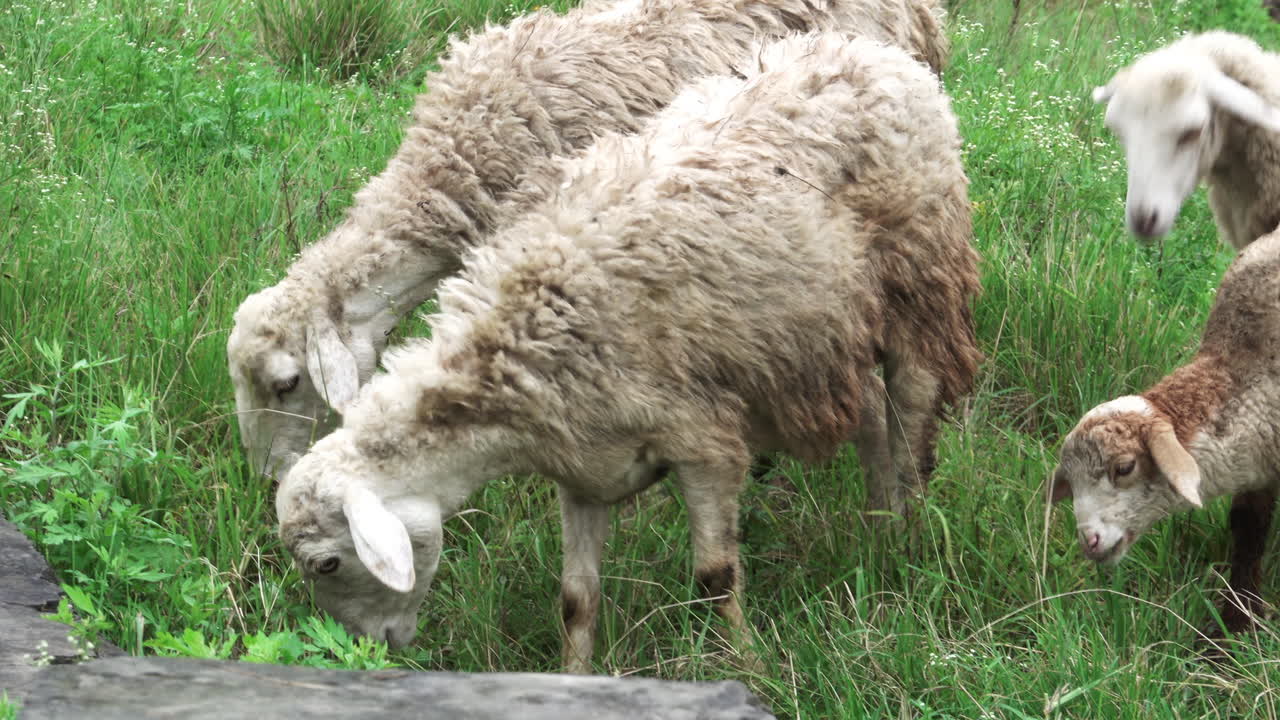 Wet And Dirty Sheep Grazing On The Grass Free Stock Video Footage Download  Clips Nature