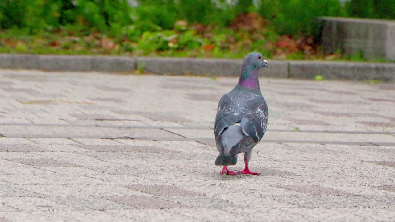 la mejor vista en yokohama