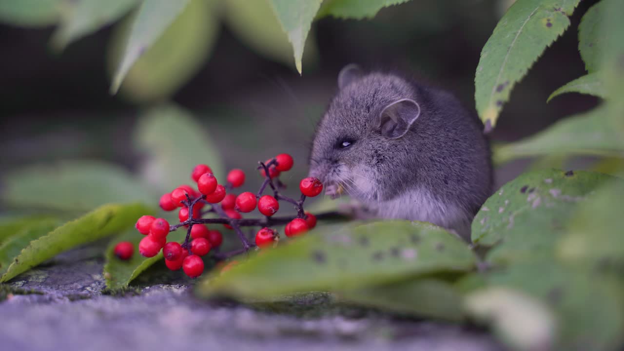 A grey Western Deer Mouse eats red berries on a rock among leaves near Whistler and Pemberton, British Columbia