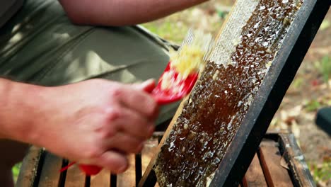 beekeeper extracting honey from honeycomb in apiary