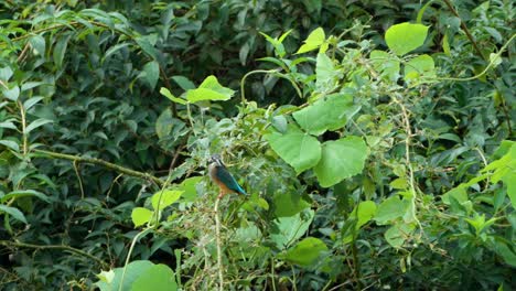 Wild-Female-Common-Kingfisher-Excrements-Or-Feces-Perched-on-Lush-Green-Bush-Twig-and-Taking-off-In-Slow-Motion---Profile-View