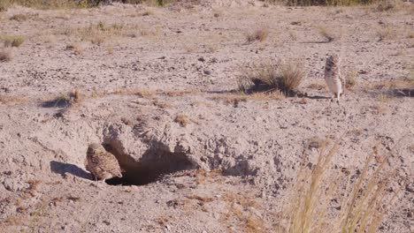 Two-Burrowing-owls-and-a-nest-hole-in-the-ground,-in-Patagonia---Athene-cunicularia---slow-motion-view