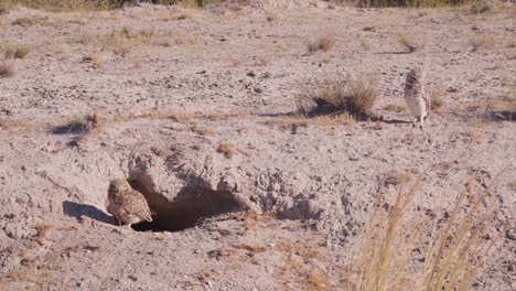 two burrowing owls and a nest hole in the ground, in patagonia - athene cunicularia - slow motion view