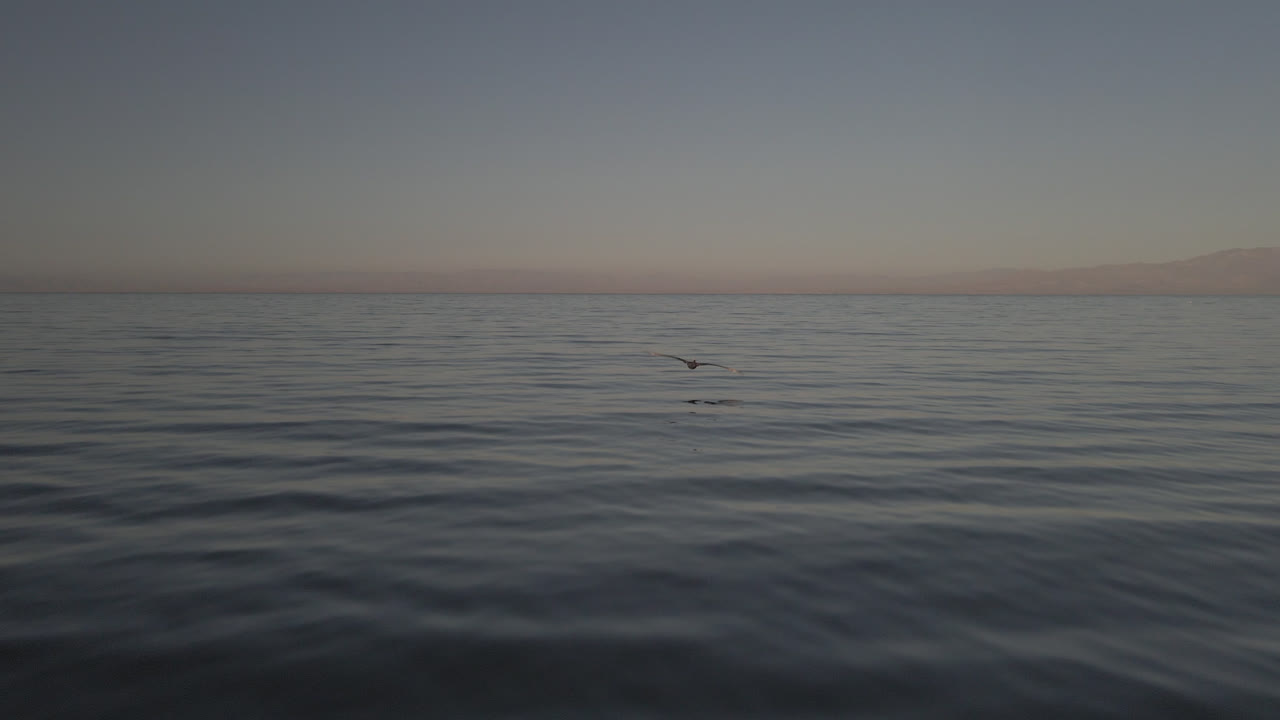 aves marinas volando sobre el mar de salton en el sur de california