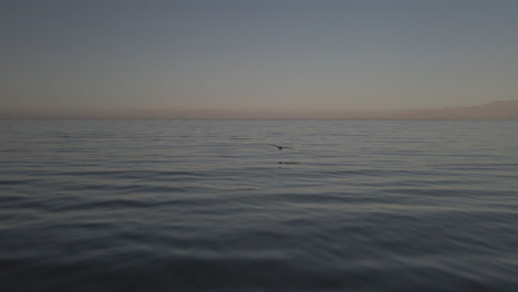 Sea-Birds-Flying-Over-Salton-Sea-In-Southern-California