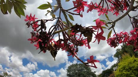 pink flowers branches in a tree with cloud sky background