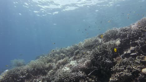 the camera glides smoothly over the coral reef, showcasing the richness of corals and small fish, with the water's surface slowly approaching above, creating a sense of underwater depth