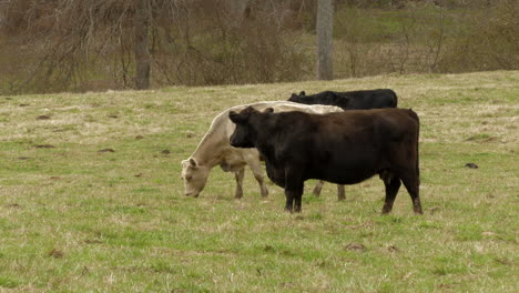 white and black cows grazing together